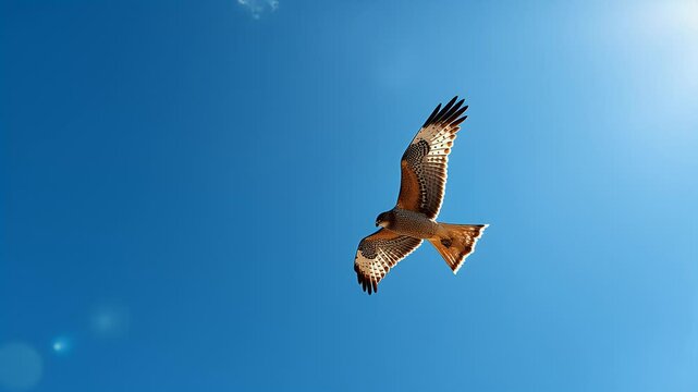 Uplifting Perspective: A Sharp-Shinned Hawk Soaring Freely Beneath a Clear Azure Sky, Symbolizing Liberty and Openness