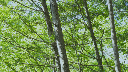 Obraz premium みたらい渓谷（奈良,自然）