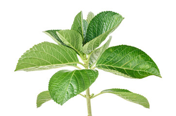Hydrangea leaves, Hydrangea macrophylla, isolated on white background, with clipping path   