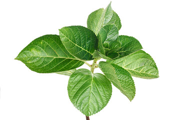 Hydrangea leaves, Hydrangea macrophylla, isolated on white background, with clipping path   