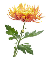 Orange Chrysanthemum flower, Large Chrysanthemum flower isolated on white background, with clipping path  