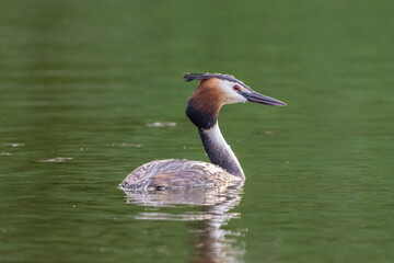 Great crested grebe swimming