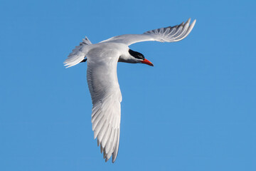 Caspian tern in flight