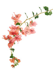 Bougainvillea flower, Paperflower, Pink Bougainvillea flower isolated on white background, with clipping path                                                      