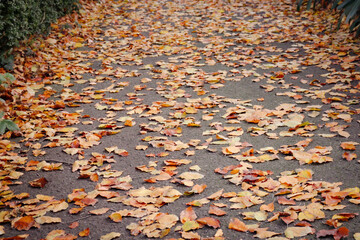 autumn leaves on path in parkland