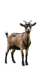 Fototapeta premium Domestic Goat Standing Isolated on White Background