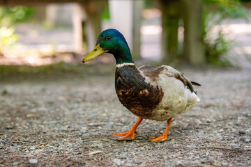 Obraz premium Colorful Mallard or wild duck, walking alone near forest pond.