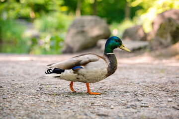 Colorful Mallard or wild duck, walking alone near forest pond.