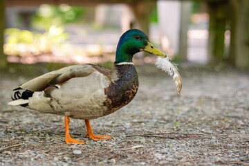 Colorful Mallard or wild duck, walking alone with a feather in its beak near a forest pond.