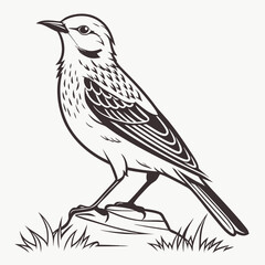 Obraz premium bird vector image