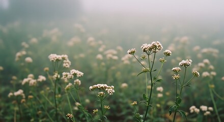 Obraz premium White Valerian Flowers in a Misty Field, Tranquil Nature Scene