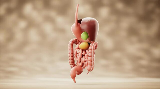 Detailed 3 d model of the human digestive system for educational and medical purposes