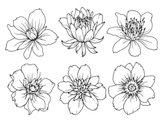 ginger flower simple line art