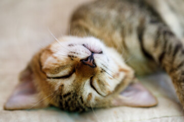An adorable cat, lying down and sleeping peacefully on a cozy and soft surface, is a delight