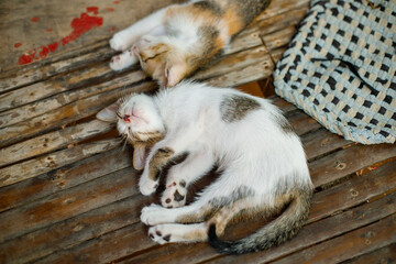 Two sleeping kittens lying on rustic wooden surface