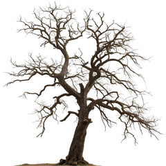 Obraz premium Majestic Bare Oak Tree: Winter Landscape Photography