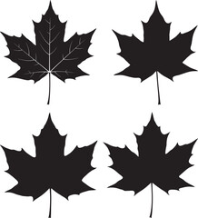 Maple Leaf vector illustration