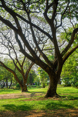 Fresh green lawns in the park. Blur nature bokeh green park trees in morning.