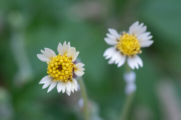 Macrophotography of Galin Soga. A common wildflower found in rural areas, set against a backdrop of natural greenery