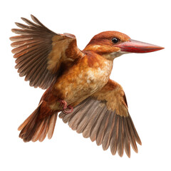 Ruddy Kingfisher bird in flight on a white background.