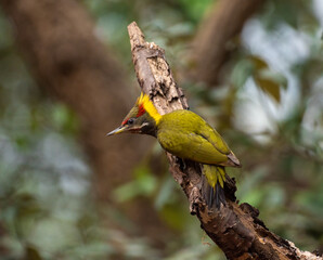 Golden flame back woodpecker in its habitat in the forest. Close up, selective focus.