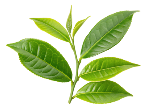 Fresh green tea leaves close up for healthy drink and organic herbal medicine and natural health care use