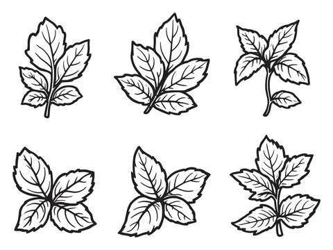 fresh mint leaves vector drawing