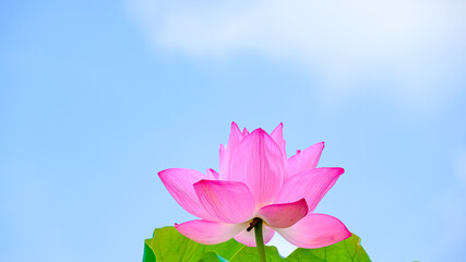 咲く蓮の花