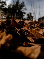 autumn in the forest