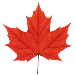 Vibrant red maple leaf isolated on transparent background