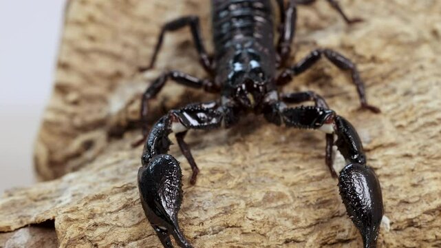 Scorpion Crawling on Tree Bark in Natural Habitat