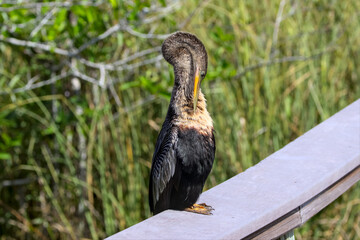 Female Anhinga, Everglades, Florida, USA