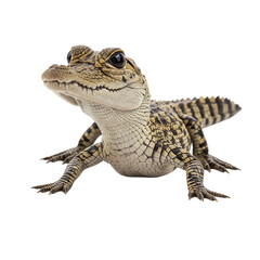 Obraz premium Adorable baby crocodile isolated on transparent background