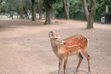 A little deer is walking.