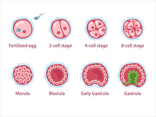 The stages of segmentation of a fertilized ovum. Human embryonic development. Zygote, 2-cell, 4-cell, 8-cell, morula, blastula, gastrula. Vector medical illustration.	
