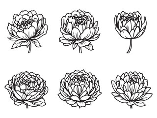 Simple Peony Flower Illustrations