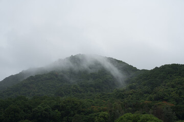 Rainy day Misty green forest covering lush hills on a cloudy, foggy morning. Thick layers of fog...