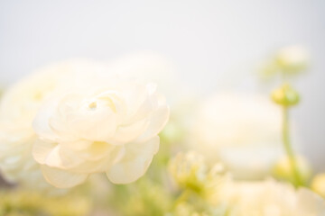 Soft focus image of delicate white ranunculus flowers in bloom, captured in bright natural light...