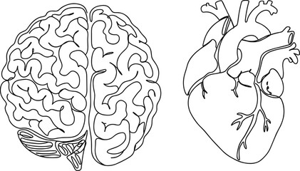 Line art of human brain and heart, medical anatomy sketch, biology vector illustration, educational healthcare design, organ diagram drawing, science poster, outline style