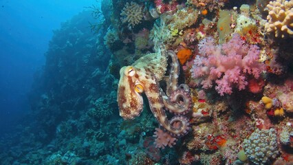 Colorful coral reef with octopus in vibrant underwater marine habitat