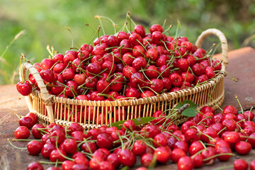 Freshly picked red cherries from the tree, in a bowl in the garden