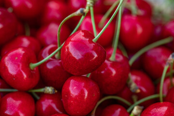 Freshly picked red cherries from the tree, in a bowl in the garden