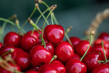 Freshly picked red cherries from the tree, in a bowl in the garden