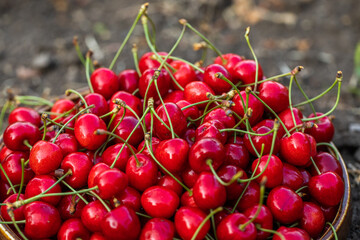 Freshly picked red cherries from the tree, in a bowl in the garden