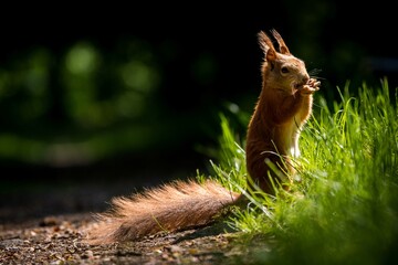 red squirrel in the grass with a nut