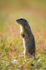 Ground squirrel in the grass in the park