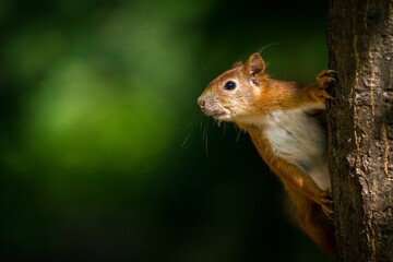 red squirrel on a tree in nature
