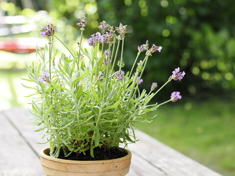 Lavendel im Topf