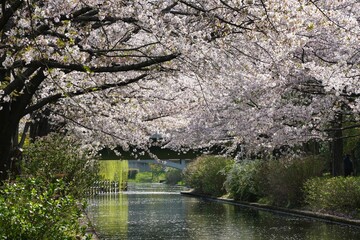 春風に散った桜の花びらと宇治川派流