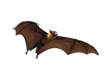 Bat flying isolated on transparent background.	
